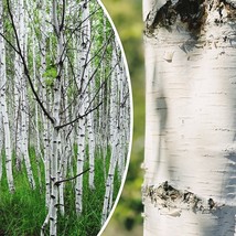 50 White Paper Birch Tree Seeds Betula Papyrifera Showy Fast Ship Fresh Seeds US - £9.47 GBP