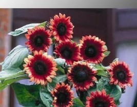 20 &#39;Cherry Rose Hybrid&#39; Ornamental Sunflower Flower Seeds for Garden - $12.00