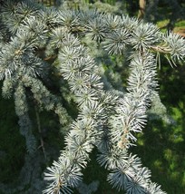 Cedrus Atlantica Glauca Blue Atlas Mountain Cedar Seeds Fresh Seeds Fast Shippin - $15.98