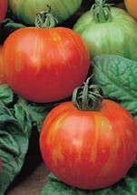 US Seller 50 Tomato Seeds Mr Stripey Garden Seeds Fast Shipping - £18.15 GBP