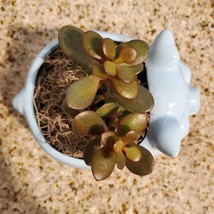 Pig Plant Pot with Baby Jade Succulent, 6" Ceramic Blue Pig Planter image 9