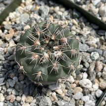 cactus Gymnocalycium ruta Cacti Succulent real live plant - £34.99 GBP