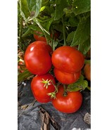 Dwarf Tomato Seeds- Uralskiy Ranniy, Early Russian Variety, Red Fruit, 5... - $67.80 MXN+