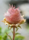 Geum Praire Smoke Cherry Drop Flower 55 Seeds Fast Shipping US - £8.60 GBP