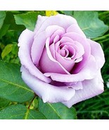 120 Sterling Silver Rose Seeds Romantic Color - $25.23 CAD