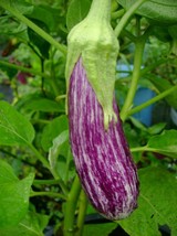 Aubergine Antigua - 10+ seeds - So 010 - £2.38 GBP