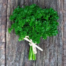 2000 Curled Parsley Seeds Non-Gmo Heirloom From US - £7.68 GBP