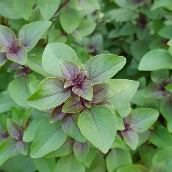 Non Gmo 100+ Red Leaf Holy Basil Basil Seeds Heirloom Fresh Garden - £5.49 GBP