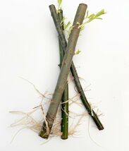 3 Hybrid Willow Rooted Cutting is One of the Fastest Growing Tree - $254.06 MXN