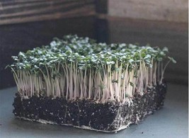 Snowball Improved Cauliflower Microgreen Seeds Heirloom Sprouting Fast Grow - $9.95