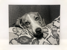 Vintage Dog Love 1960&#39;s 1970&#39;s Blanket Pattern Mounted Genuine Photo Photograph - £35.11 GBP