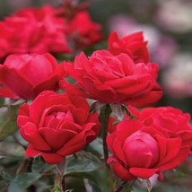 Double Knock Out Rose, 2 gallon size - £82.70 GBP