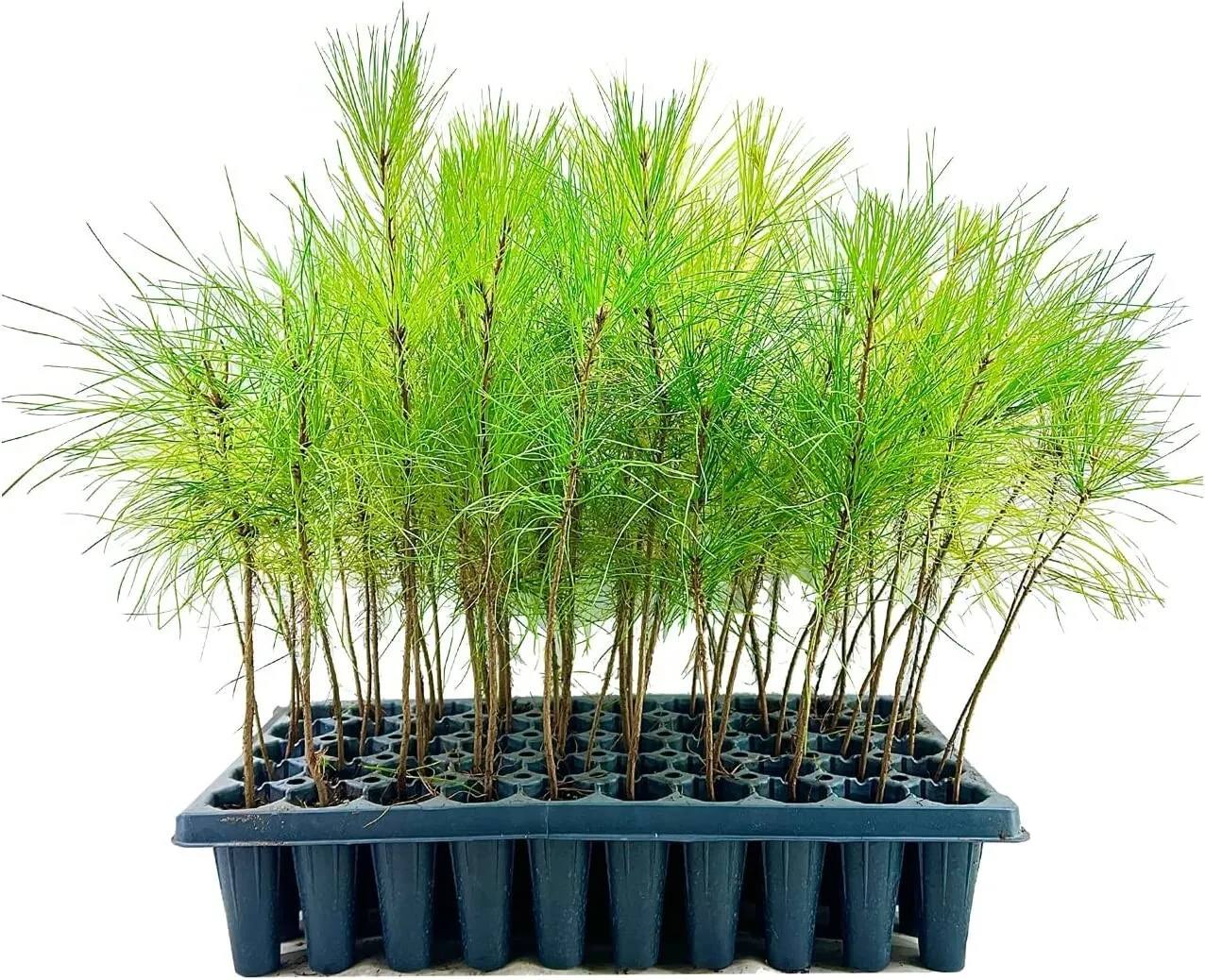 Slash Pine Tree Live Plants Pinus Elliottii Fast Growing Plant - £32.58 GBP