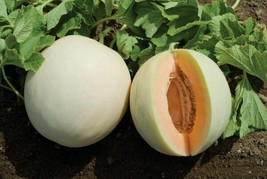 Fresh 25 Honey Dew Orange Flesh Cantaloupe Seeds Non-Gmo Harvest - $6.86