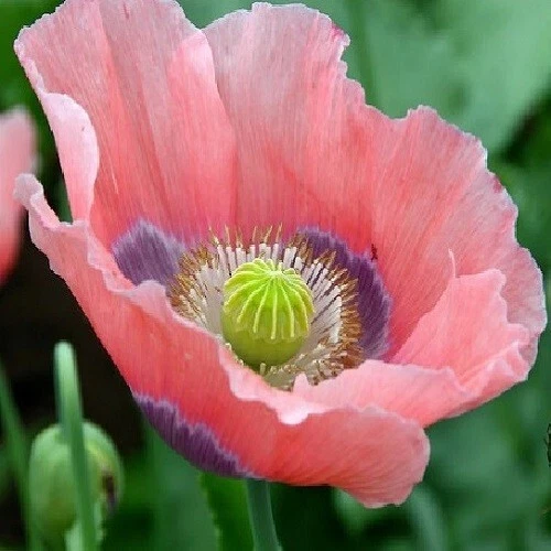 5,000+ Heirloom The Giant Rattler Giganteum Poppy seeds For Garden Planting - $16.38