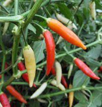 25 Seeds Aji Omnicolor Pepper Vegetables Garden - £7.68 GBP