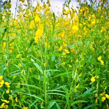 20 Seeds Showy Rattlebox Wildflower Container Crotalaria Spectabilis Fresh Garde - $14.67