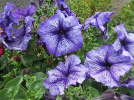 Petunia Seeds Daddy Blue 50 Pelleted Petunia Seedsgarden Beautiful USA Seller - £19.11 GBP