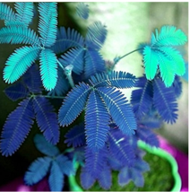 30Pcs Pack Blue Mimosa Seeds Courtyard Bashful Grass Sensitive Potted Plants Gar - £6.89 GBP