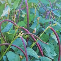 Thai Purple Bush Long Bean Seed Gardening USA Shipping - $10.00