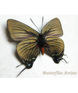 RARE Black Veined Hairstreak Atlides Polybe Female Butterfly Entomology ... - $167.61 CAD