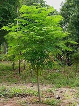 25 Tree Seeds of The Tree of Life The Moringa Tree Easy to Grow Fast Growing - £14.34 GBP