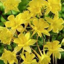 New Fresh Seeds 25 Columbine Aquilegia Sunshine Bright Yellow Flower Seeds Peren - $25.28