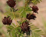 Illinois Bundleflower {Desmanthus illinoensis} Native plant 100+ seeds - $4.19