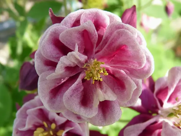 50 Double Winky Rose &amp; White Columbine Aquilegia Vulgaris Flower Seeds Fresh - £7.90 GBP