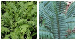 Bareroot | Polystichum acrostichoides | Christmas Fern | Live Plant - £27.83 GBP