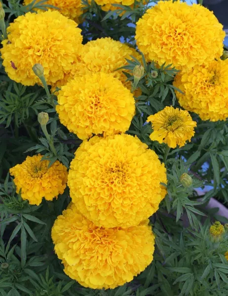 75 Giant Crackerjack Smiles Marigold Fresh Seeds - £11.42 GBP