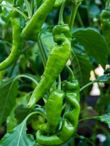 Anaheim Hot Chili Pepper Seeds - Organic &amp; Non Gmo Pepper Seeds - Heirlo... - £1.76 GBP