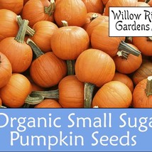 Organic Small Sugar Pumpkin Seeds 15 Seeds Organic Vegetable Seeds Pumpkin Seeds - £8.47 GBP