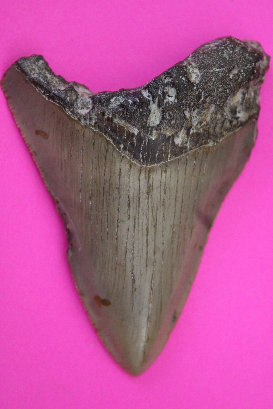 Authentic Megadolon Shark Tooth 2.86 Inches 43 Grams Fossil Dino Girl CO... - $85.99