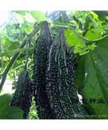 50 Seeds Vegetable Black Pearl Bitter Gourd Herbs Family Home Garden - $30.00