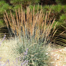 500 Indiangrass Indian Grass Seeds Native Prairie Wildflower Clumping Or... - $13.56