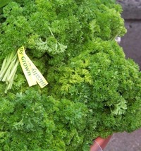 Parsley, Curled/Curly Parsley, Herb, 105 Seeds - £7.86 GBP