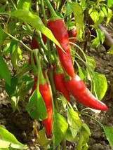 300 pcs Long Red Cayenne Pepper Capsicum Annuum Vegetable Seeds - £7.07 GBP