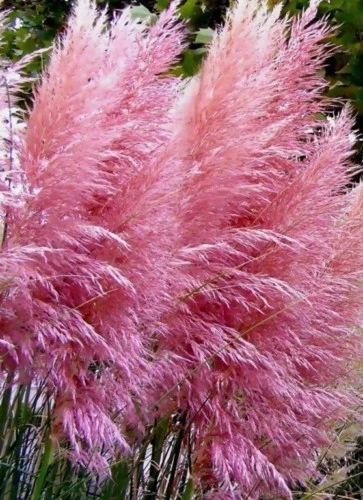 THJAR Pink Pampas Grass Seeds, Heirloom Ornamental Grass Seeds, Feathery... - $67.66 MXN