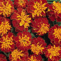 25 Harmony Marigold Seeds Planting Fast US Shipping - $10.96