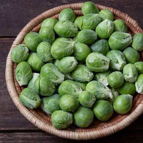 500 Nautic Brussels Sprouts Seeds for Garden Planting - £4.31 GBP
