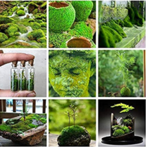 500 Pcs Aquatic Grass Bonsais Colorful Underwater Moss Aquarium Pot Plant Indoor - £4.51 GBP