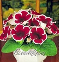 100 Seeds Gloxinia Seeds Dark Red Flowers With White Edge Fresh - £4.80 GBP