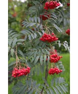 Sorbus Aucuparia Mountain Ash Tree 5 seeds Fresh Garden Fast Shipping - €15,51 EUR