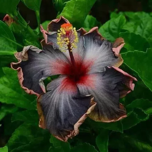 25 Seeds Black Velet Hibiscus Flowers - $9.25