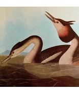 Great Crested Grebe Bird 1946 Color Art Print John James Audubon Nature ... - $558.99 MXN