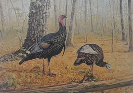 Spring Fever by Peter Corbin - First New York Wild Turkey Stamp Print, artist si - £78.57 GBP