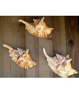 Rooster conch 6&quot; strombus gallus roostertail shells seashells unique exotic - €21,55 EUR
