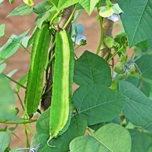 3 SEEDS Winged Bean Seeds, Chinese Asparagus Pea Vegetables - £8.64 GBP