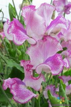 50 Lady Nicholson Sweet Pea Seeds Garden Free Ship - $13.48